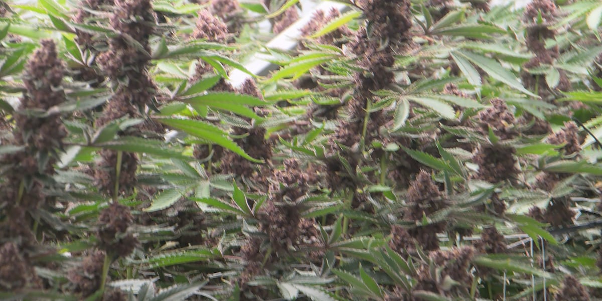 Sweet Life Canna Co.: Long Beach grow facility now stocked in 135 Mississippi dispensaries