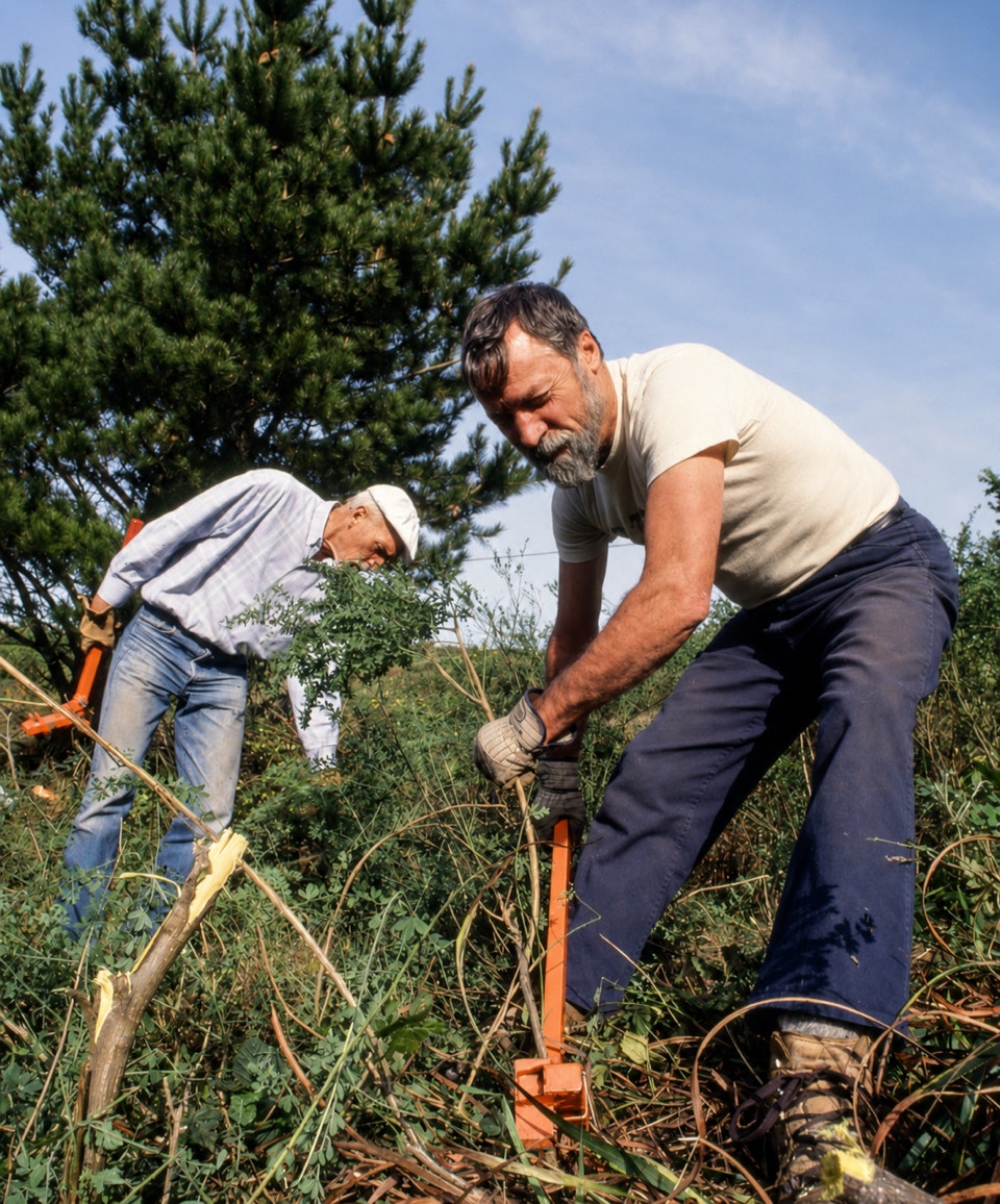  Jake Sigg works to extract French broom, a invasive species, with a weed wrench on Twin Peaks in San Francisco. The photo was taken around 1996.