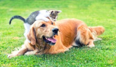Bay Area Shelters Participating in Clear the Shelters – NBC Bay Area