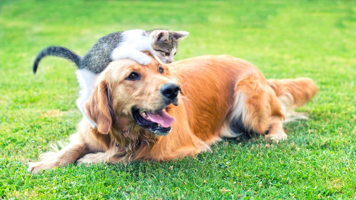 Bay Area Shelters Participating in Clear the Shelters – NBC Bay Area