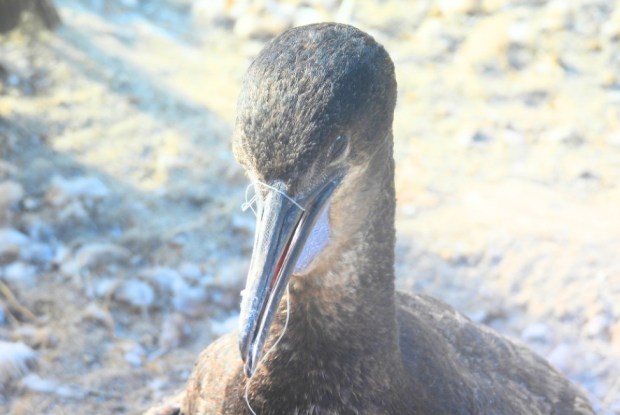 July was the busiest month for seabird entanglement observations by Wildlife Jewels volunteers. The group of birds included this Brandt's Cormorant entangled in fishing line wrapped around its beak, preventing its beak from opening all the way. (Wildlife Jewels / Azi Sharif)