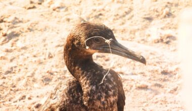 Seabird entanglements on the rise in La Jolla, bird advocate says – San Diego Union-Tribune