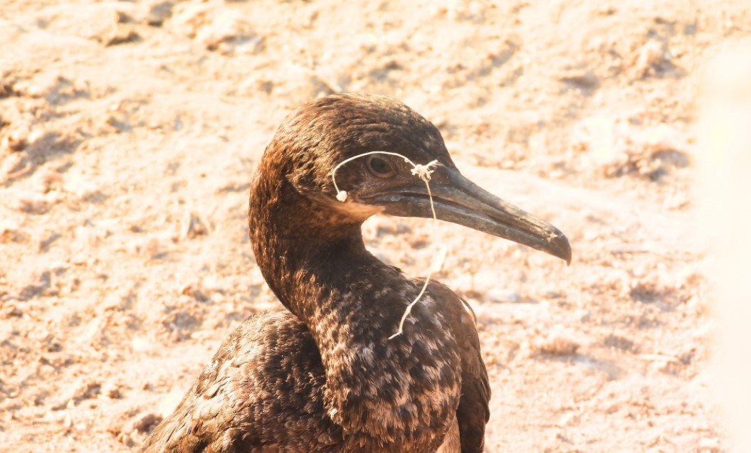 Seabird entanglements on the rise in La Jolla, bird advocate says – San Diego Union-Tribune