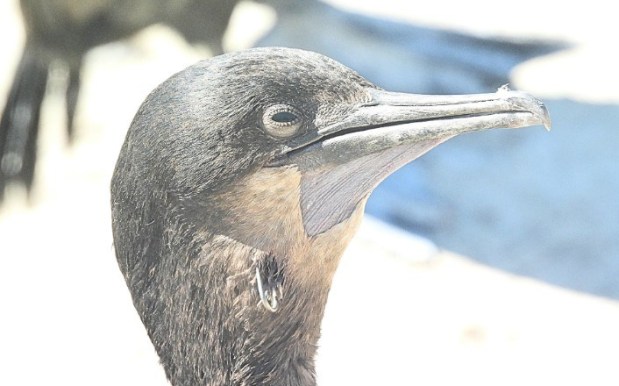 This Brandt's Cormorant seen at Point La Jolla on June 20, was observed with a fishing hook embedded near the side of its head. (Wildlife Jewels / Azi Sharif)