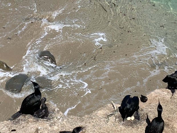 Brandt's cormorants reside on cliffs in La Jolla Cove during nesting season. (Kaia Gantzel)