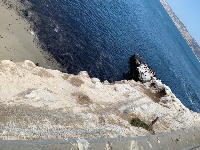 Brandt’s cormorants’ nesting season ends in La Jolla, leaving nearby bluffs empty – San Diego Union-Tribune