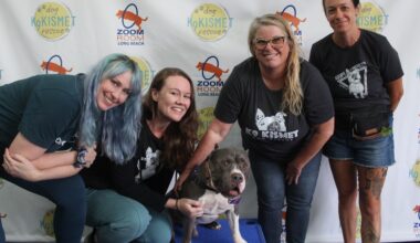 For a Good Cause: Nonprofit K9 Kismet Dog Rescue celebrates 11 years of helping dogs find homes – Press Telegram