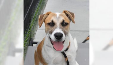 Pets of the Week: Bernie and Cynthia are ready for adoption – Daily Breeze