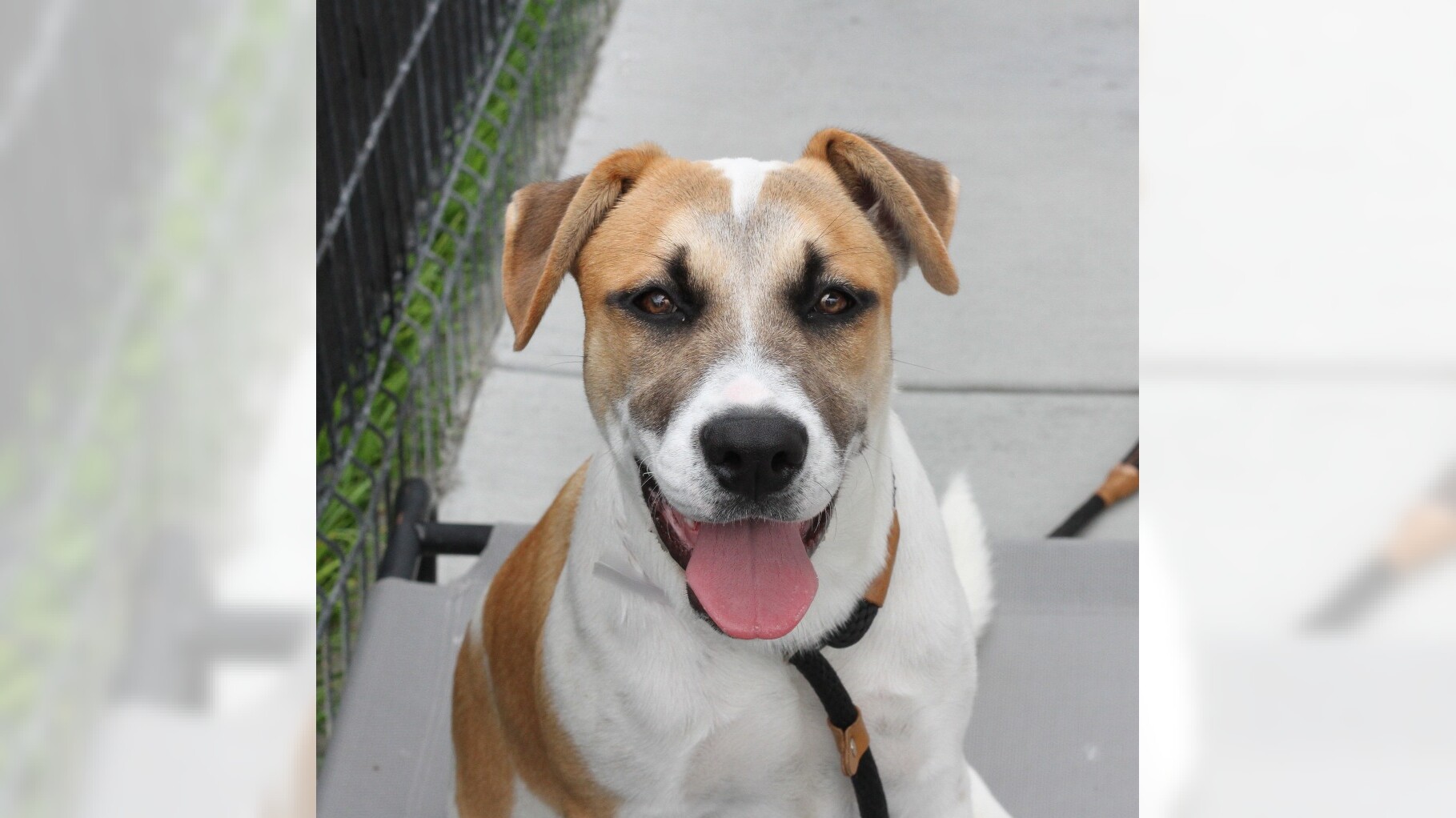 Pets of the Week: Bernie and Cynthia are ready for adoption – Daily Breeze