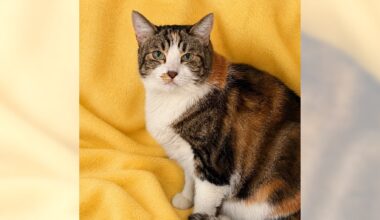 Pets of the Week: Bella and Honey Bun are ready for adoption – Press Telegram
