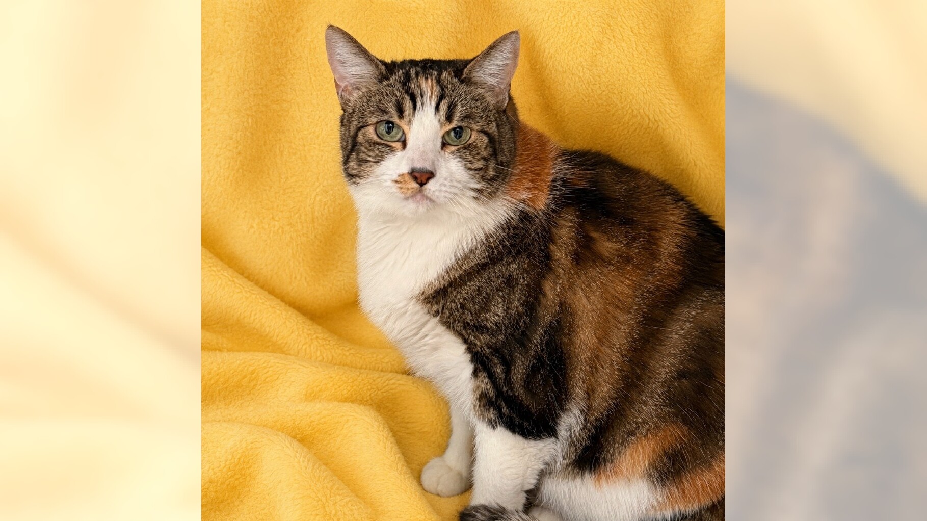 Pets of the Week: Bella and Honey Bun are ready for adoption – Press Telegram