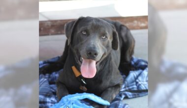 Pets of the Week: Smoky and Ashley are ready for adoption – Press Telegram