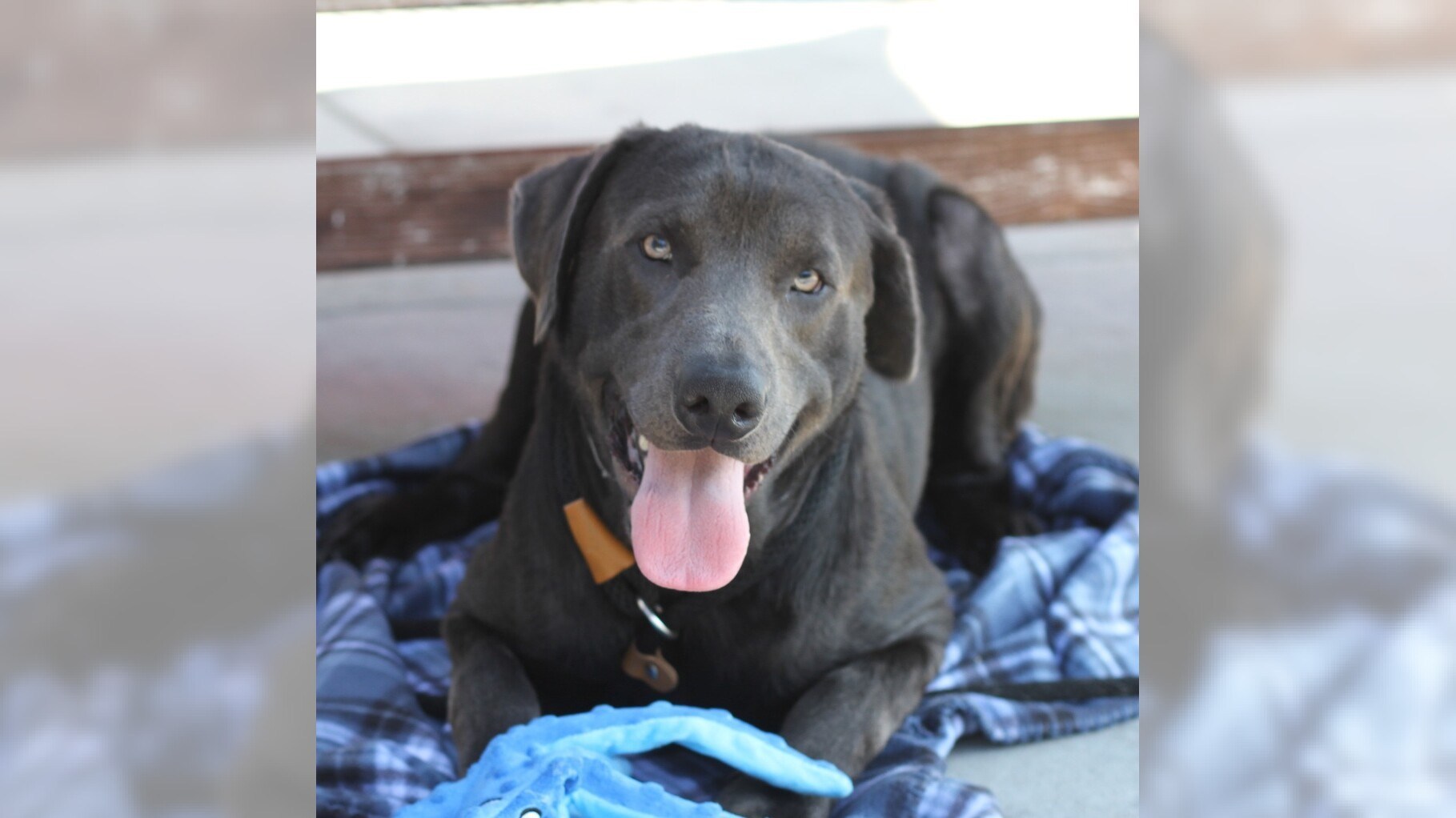 Pets of the Week: Smoky and Ashley are ready for adoption – Press Telegram