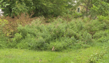 Toledo neighbors demand action as overgrown weeds take over vacant properties on West Oakland Street