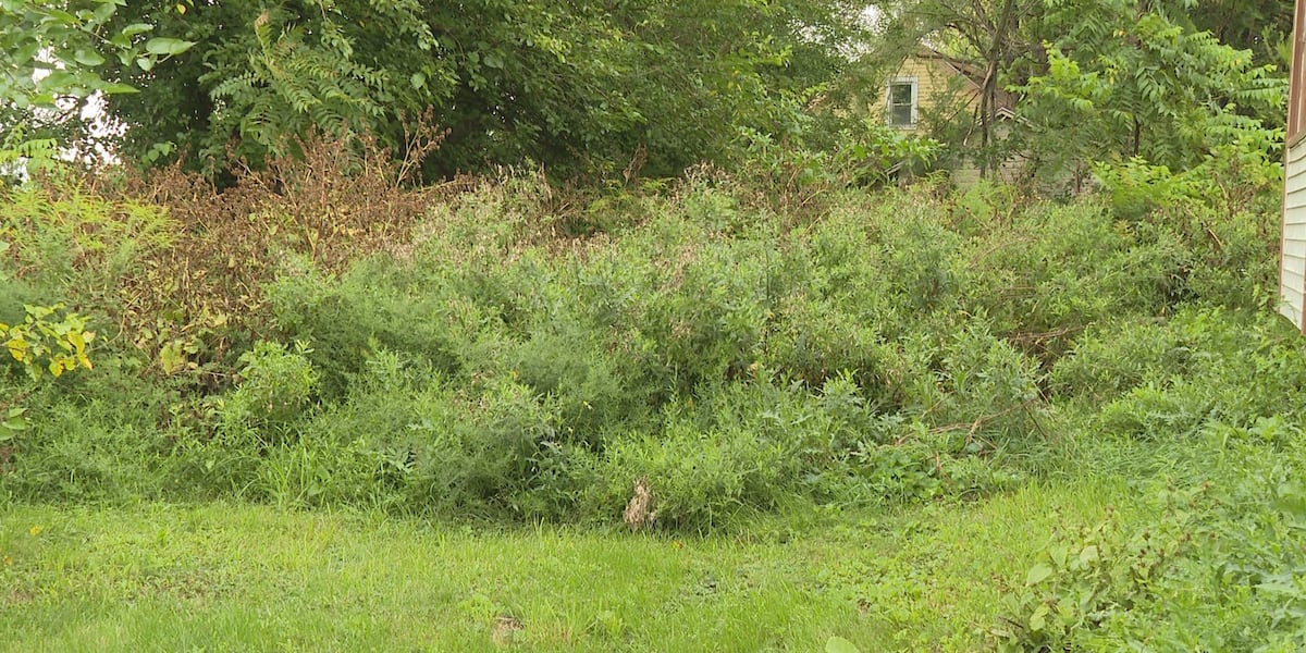 Toledo neighbors demand action as overgrown weeds take over vacant properties on West Oakland Street