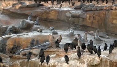 Sea lion abuse sparks debate over access to La Jolla Cove – NBC 7 San Diego