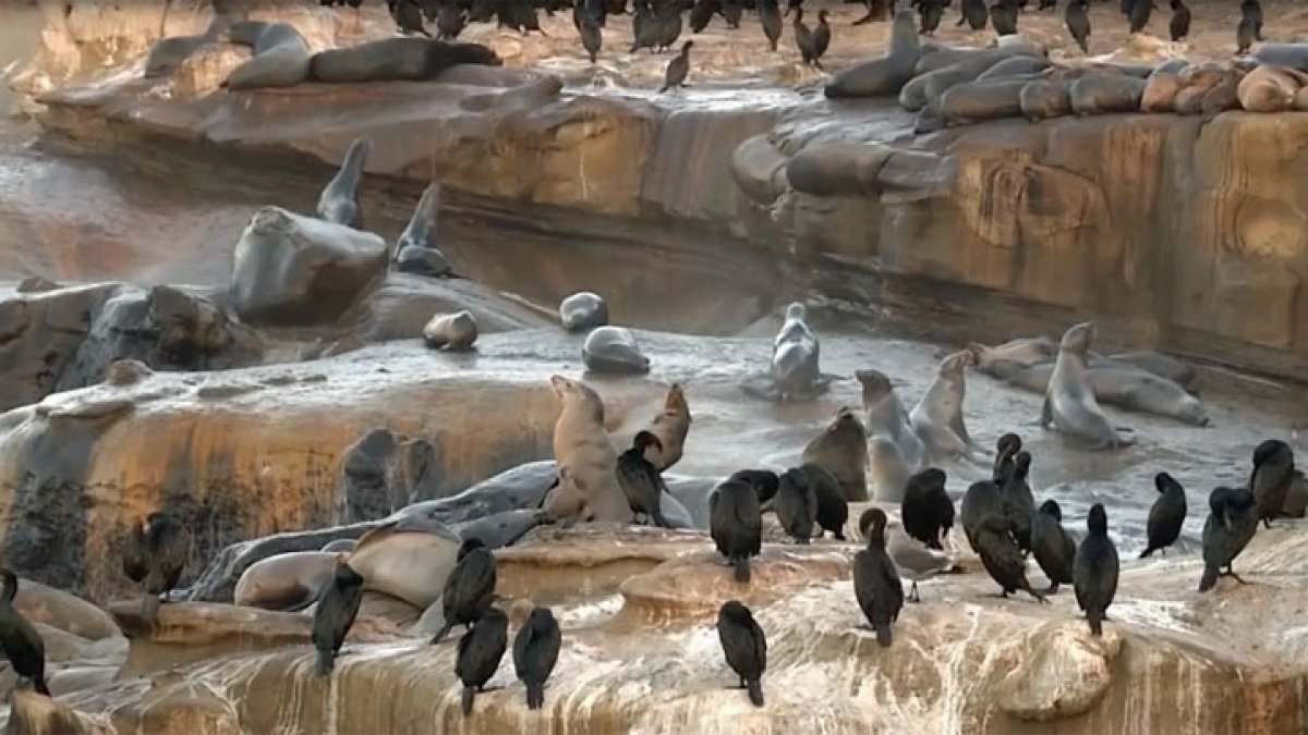 Sea lion abuse sparks debate over access to La Jolla Cove – NBC 7 San Diego