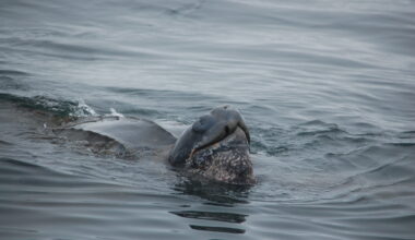 Lawsuit Challenges Trump Administration’s California Longline Fishing Permits: Press Release