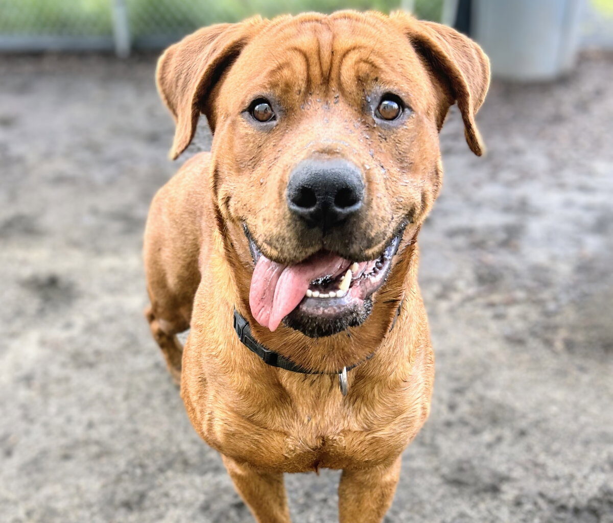 Oakland shelter mulls legal options after 15 dogs ID'd in Miranda's Rescue excavation pit