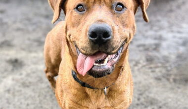 Oakland shelter mulls legal options after 15 dogs ID'd in Miranda's Rescue excavation pit