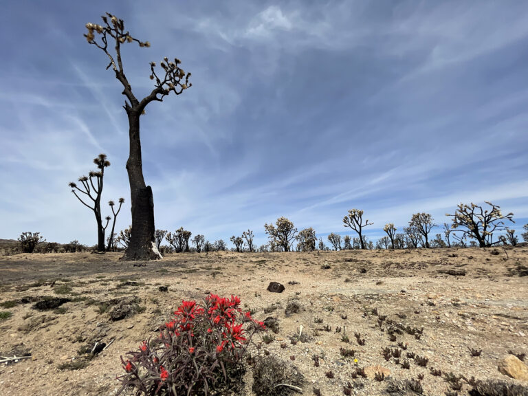 Singed black Joshua trees on brown desert soil with bright red flowers blooming in front