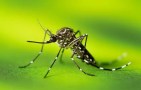 CDPH Urges Californians to Take Steps to Protect Against West Nile Virus
