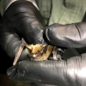 tiny furry brown bat held by hand in black gloves