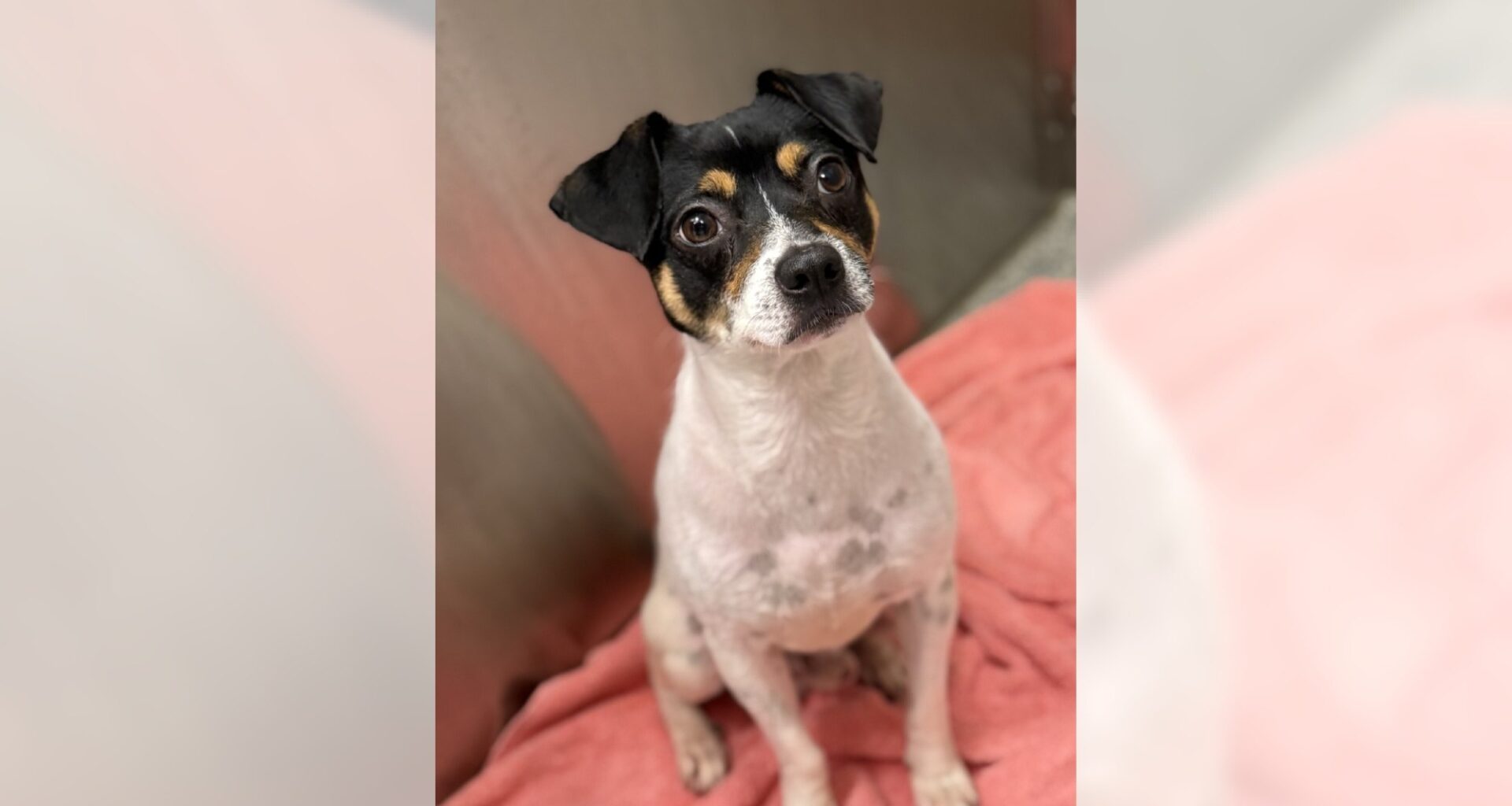 Champ is a calm, quiet terrier mix – Orange County Register