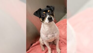 Champ is a calm, quiet terrier mix – Orange County Register