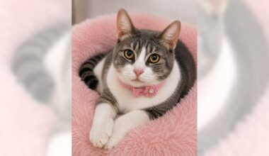 Tabby cat Snookie is a total love – Orange County Register