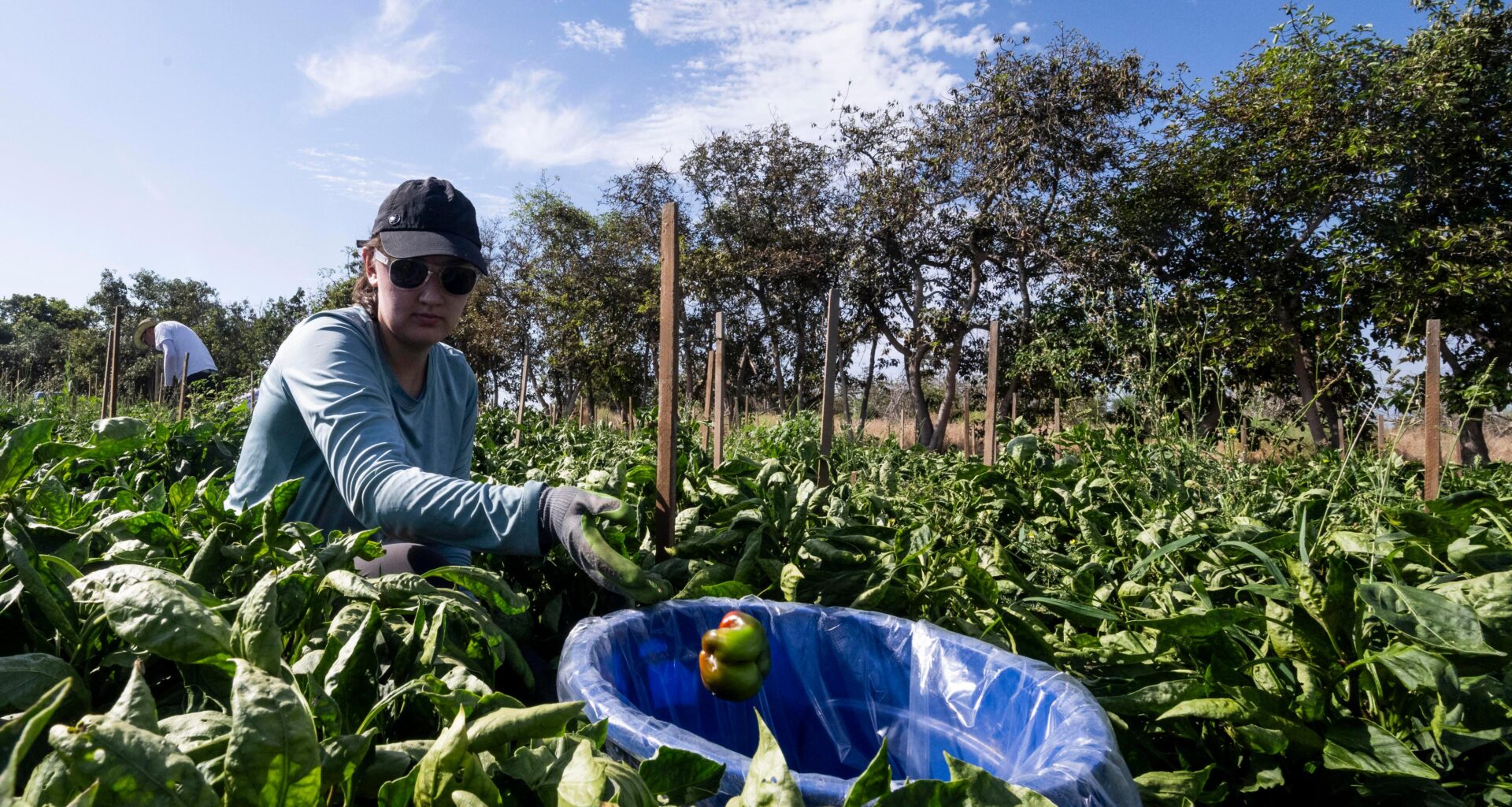 Farm celebrates five years providing fresh produce to OC food bank – Orange County Register