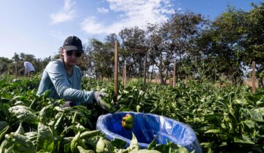 Farm celebrates five years providing fresh produce to OC food bank – Orange County Register