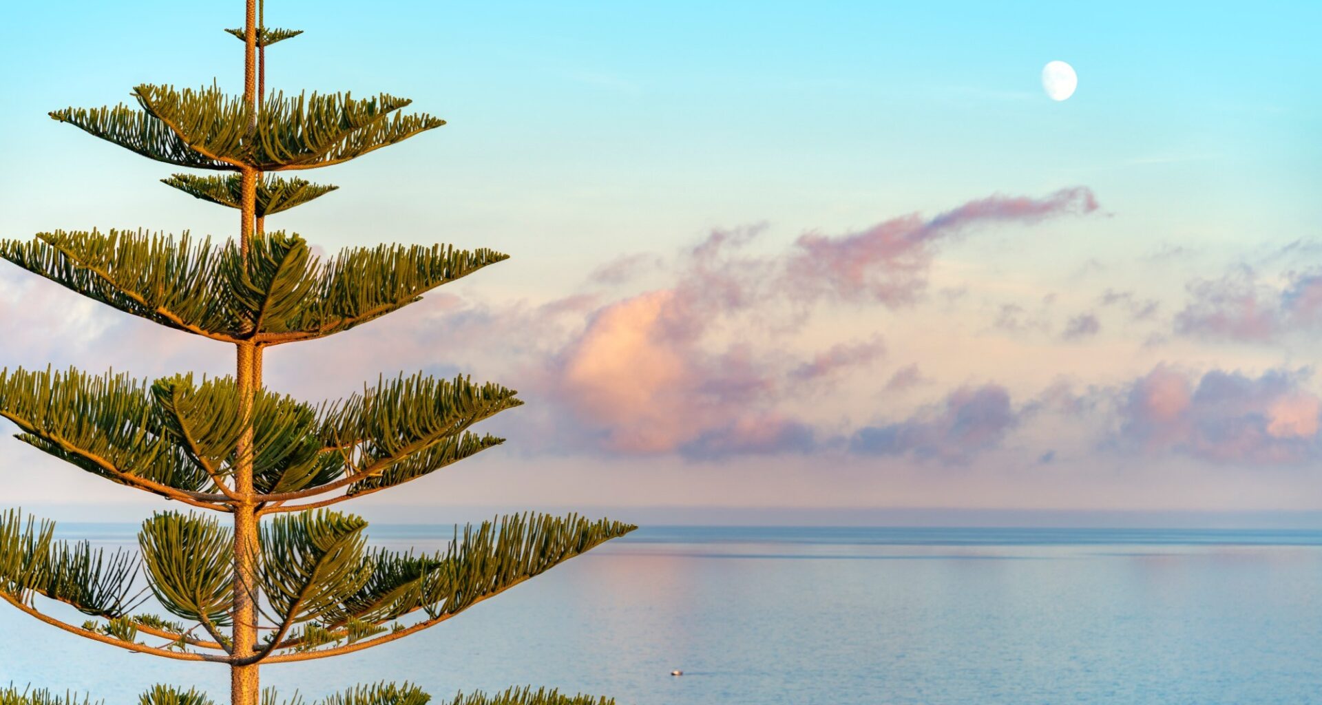 Why Norfolk Island pines are the most distinctive trees in Southern California – Orange County Register