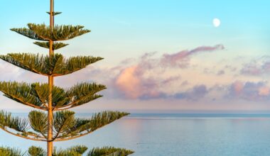 Why Norfolk Island pines are the most distinctive trees in Southern California – Orange County Register