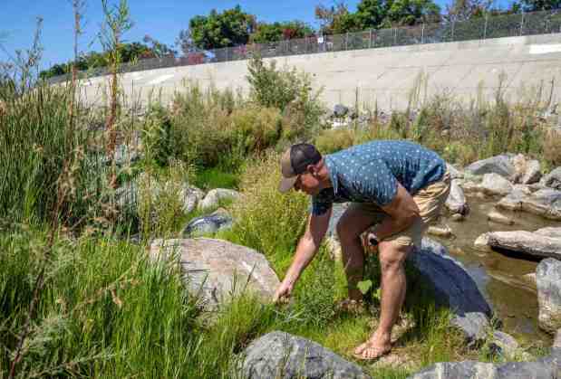 Brent Linas, one of the members of Creek Team OC, which advocates for a continued cessation of pesticide and herbicide use in San Juan Creek and Trabuco Creek, checks on some of the vegetation that has returned to the creek bed following a halt of chemical spraying by OC Public Works last July, in San Juan Capistrano on Saturday, August 22, 2026. (Photo by Jeff Antenore, Orange County Register/SCNG)