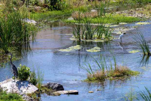 Birds, including a great blue heron, left, and an egret, right, perch in the San Juan Creek riverbed, where advocacy has led to the cessation of pesticide and herbicide use by OC Public Works, and has led to the return of vegetation and wildlife, in San Juan Capistrano on Saturday, August 22, 2026. (Photo by Jeff Antenore, Orange County Register/SCNG)