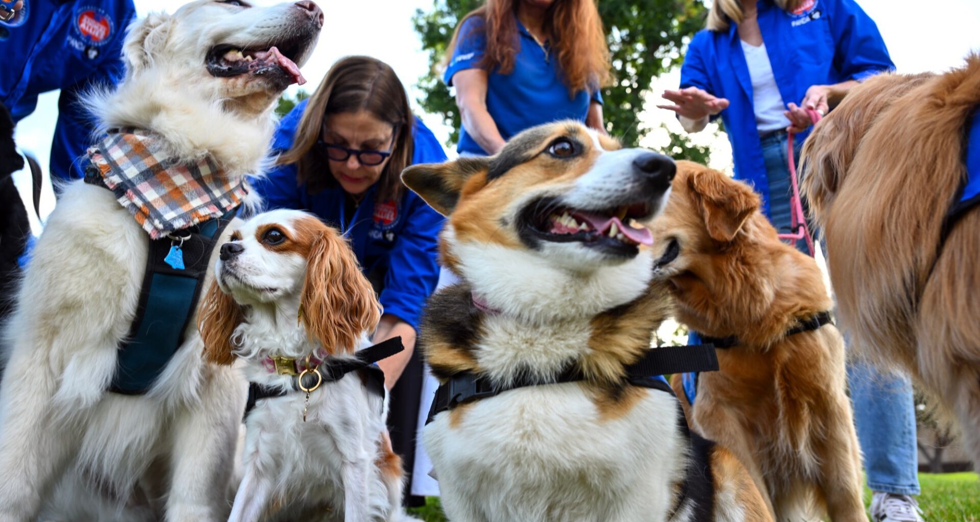 Dog owners see ‘ugly stuff’ but provide valued work for OC crime victims – Orange County Register