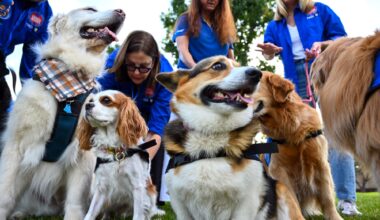 Dog owners see ‘ugly stuff’ but provide valued work for OC crime victims – Orange County Register