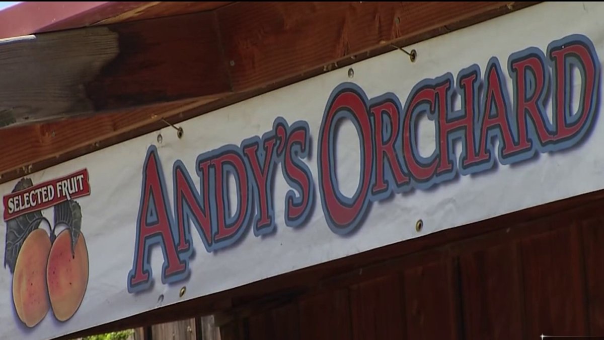 One of Santa Clara County’s last fruit orchards faces closure  – NBC Bay Area