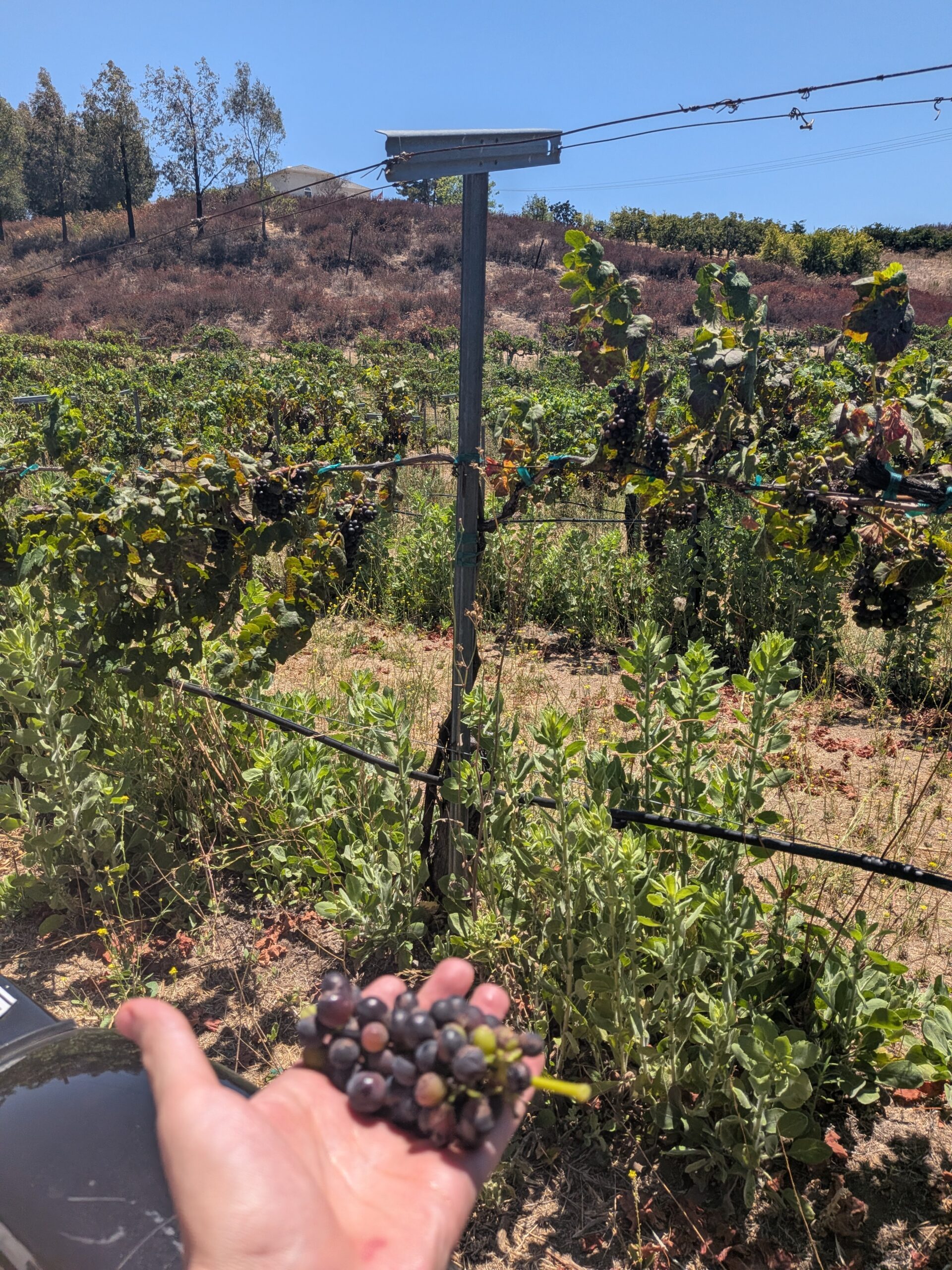 Soil, Berry, Food