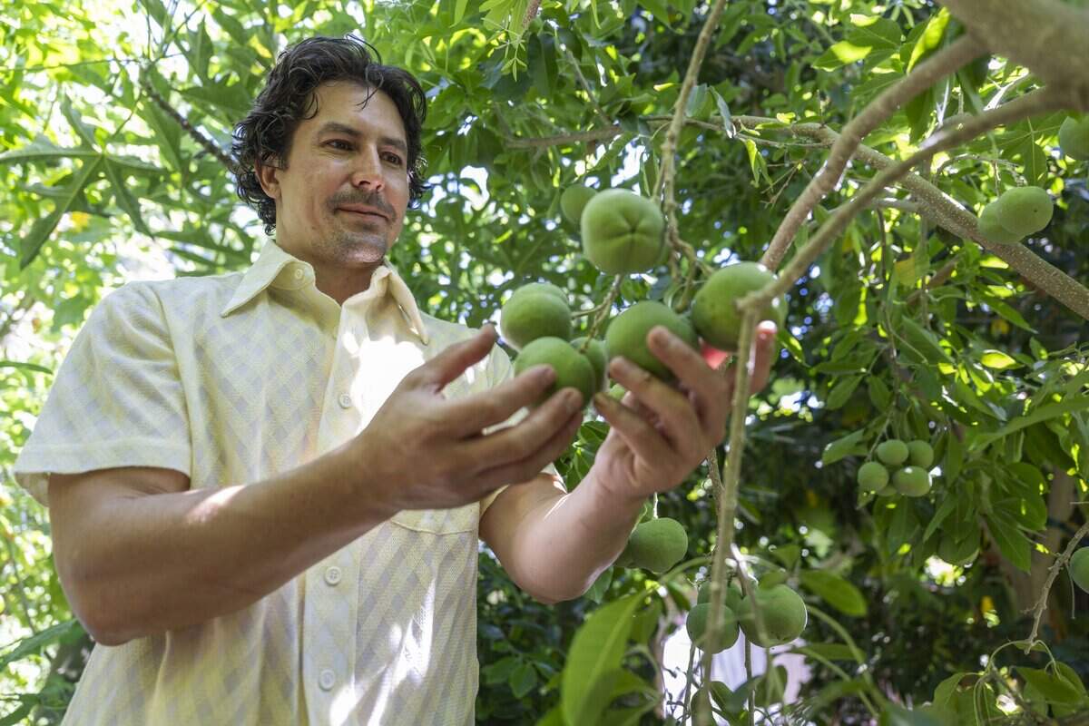 Kyle Hagerty, a Sacramento firefighter, holds some of the zapote blanco fruit that he grows in his backyard garden earlier this month.