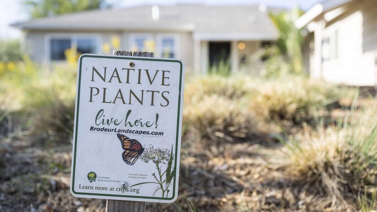 Kill your lawn effort spurs Sacramento bureaucratic headache