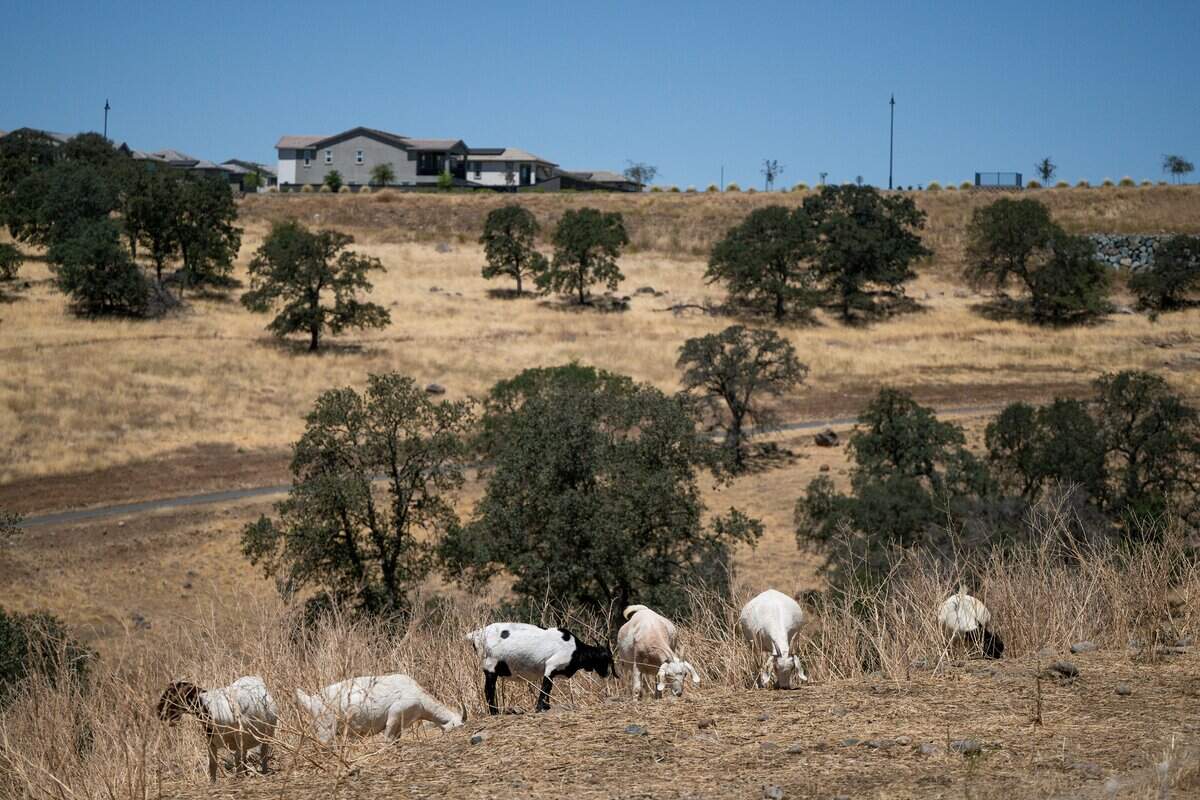 Goats from Capra Environmental Services eat grass to minimize wildfire risk on a hill in Lincoln on Thursday.