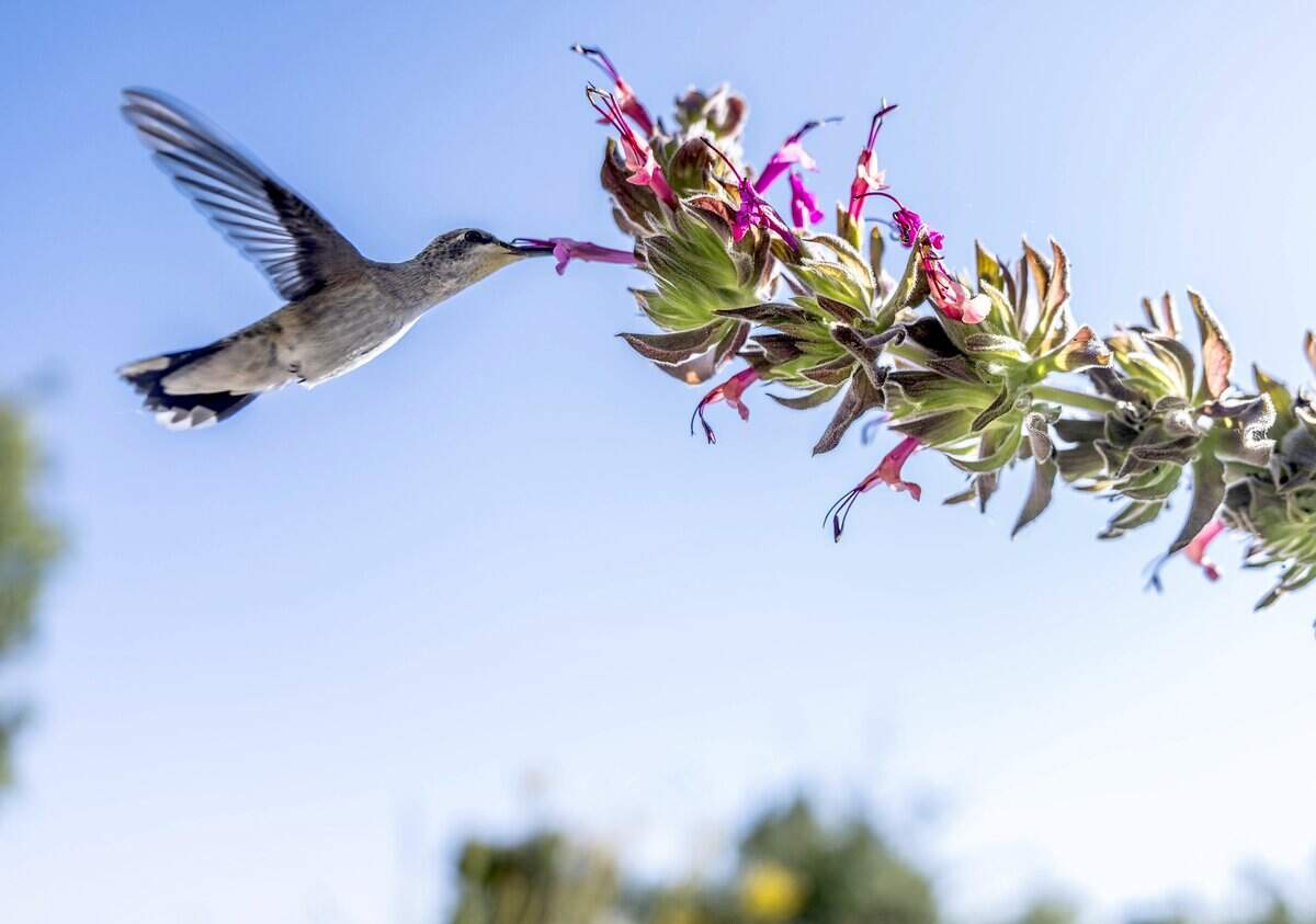 A hummingbird feeds from the tubular magenta blooms of the salvia spathacea in Marc Dantona's yard in Sacramento on Tuesday, Aug. 11, 2026.