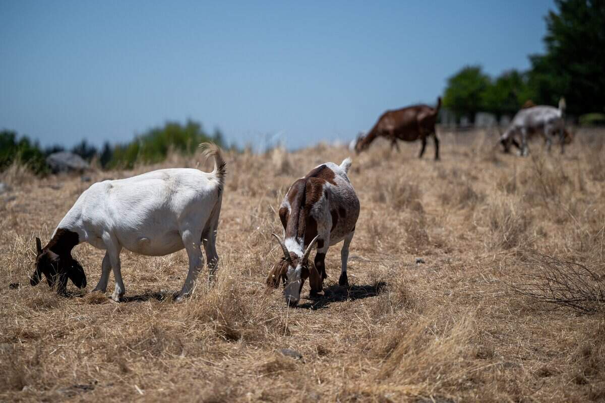 Goats from Capra Environmental Services eat grass to minimize wildfire risk on a hill in Lincoln on Thursday.
