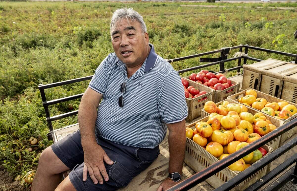 Ray Yeung, owner of Yeung Farms, with some of his heirloom tomato harvest in Sacramento earlier this month.