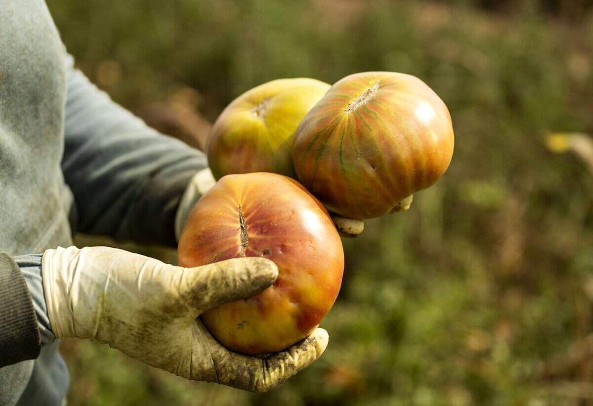 Valentina Hernandez holds heirloom tomatoes she picked in Sacramento earlier this month.