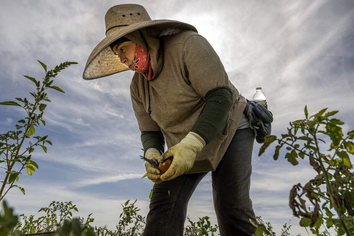 Elvia Sandoval picks heirloom tomatoes in Sacramento earlier this month.