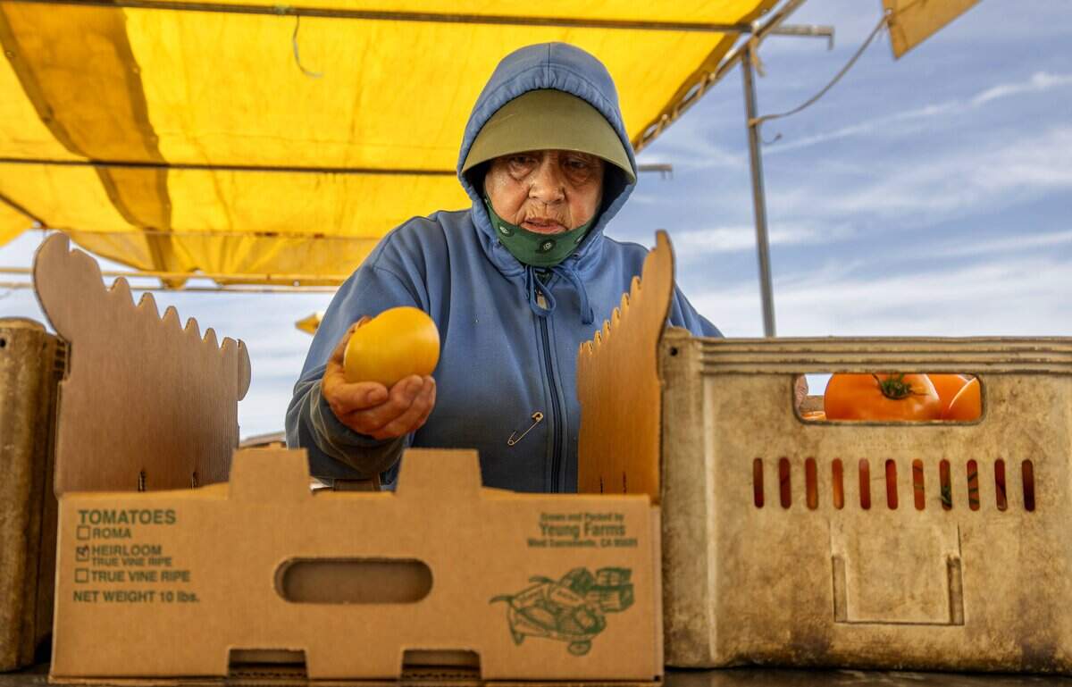 Irene Sandoval sorts heirloom tomatoes to ship to clients from Yeung Farms in Sacramento on Aug. 12.