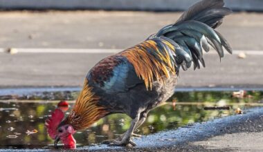Bill to limit game fowl roosters held in committee